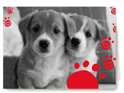 twee schattige hondjes