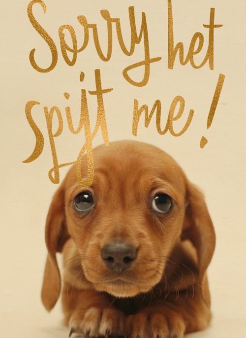 verjaardag te laat sorry het spijt me puppy