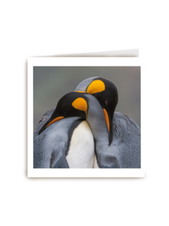 blanco kaart pinguins