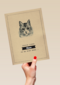 condoleance huisdier jullie lieve kat is er niet meer