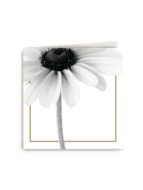 enkele witte bloem met goud randje