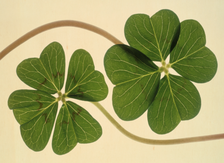 Chromazone Klavertje vier