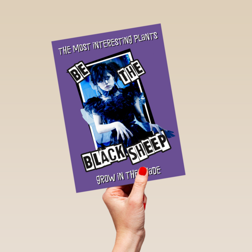 Wednesday Be The Black Sheep