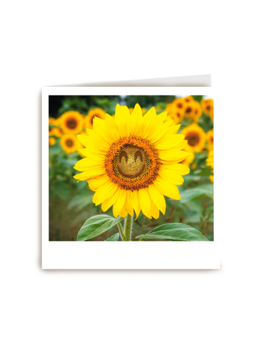 Beterschapskaart zonnebloem met smiley Polaroid