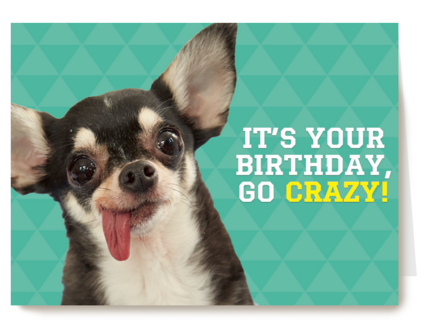 animal fiesta its your birthday go crazy