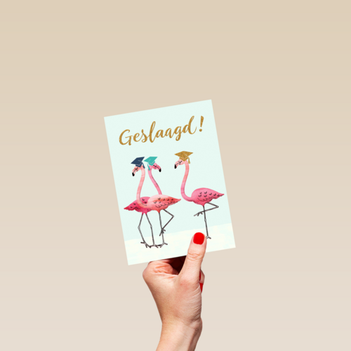 Flamingo geslaagd