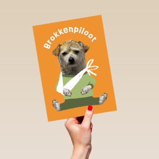 Brokken Piloot Hond