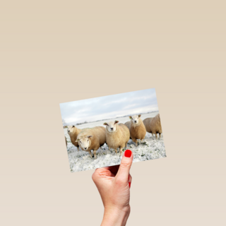 schapen in de sneeuw