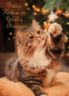 Prettige kerst en gelukkig nieuwjaar kat
