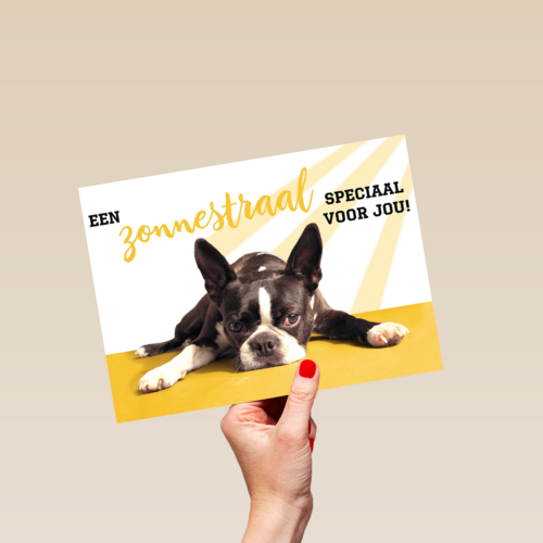 animal fiesta een zonnestraal speciaal voor jou