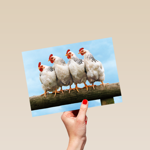 kippen op stok