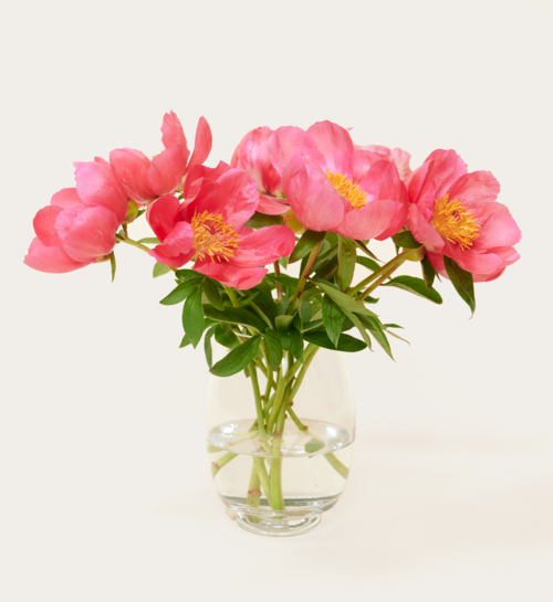 Brievenbusbloemen Pioenrozen Roze