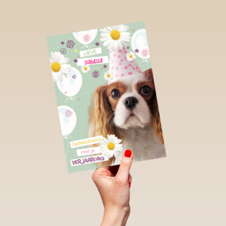 prodo dieren lieve gefeliciteerd met je verjaardag