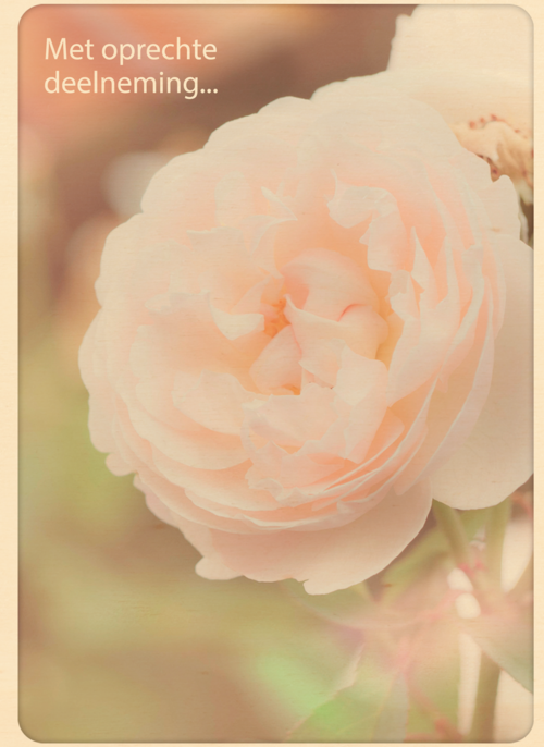 Houten Kaart Condoleance Kaarten | Houten Kaart Hallmark | Condoleance Kaarten | Condoleance Kaart Klassiek Met Oprechte Deelneming Roos