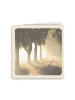 morning forest