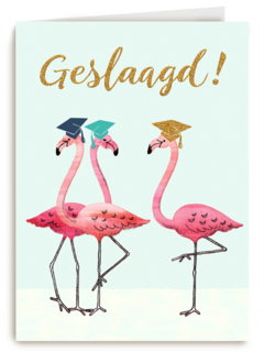 Flamingo geslaagd