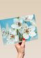 mooie witte bloemen met roze en gele accenten