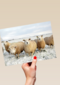 schapen in de sneeuw
