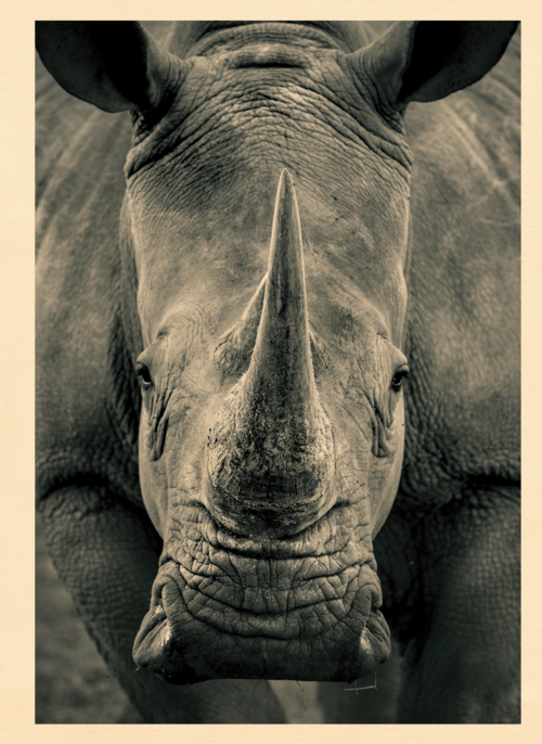 Houten Kaart Fijne Reis | Houten Kaart Hallmark | Fijne Reis | Blanco Kaart Neushoorn