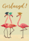 Flamingo geslaagd