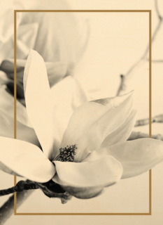 meerdere witte bloemen met goud randje