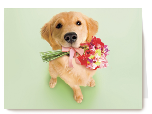 hond met bloemen