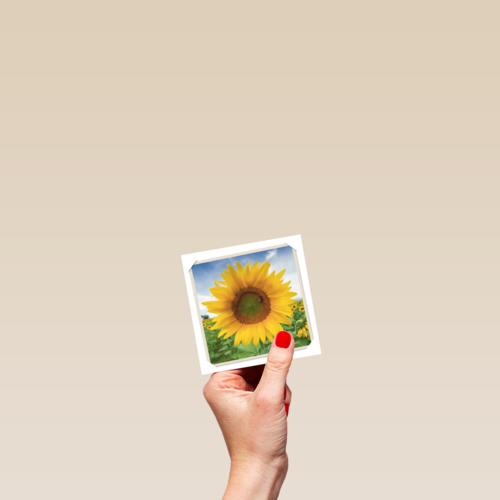 flash zonnebloem