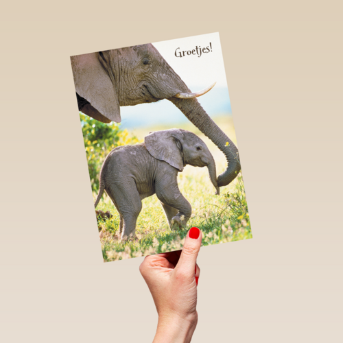 baby olifant