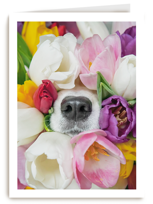Kaart Hallmark | Moederdag | Fleurige Hond