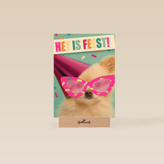 het is feest met hond met bril en hoed