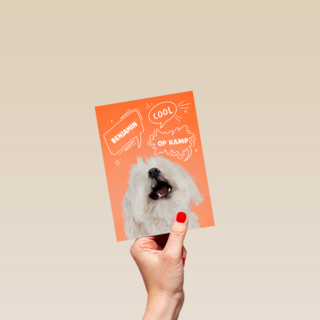 Hond cool op kamp oranje
