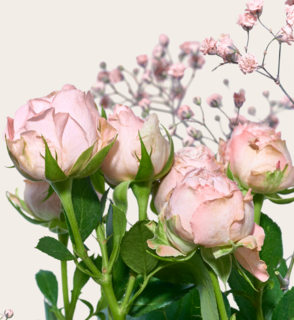 Brievenbusbloemen Ombre Rosa met Leonidas Chocolade Bonbons Hartjes 