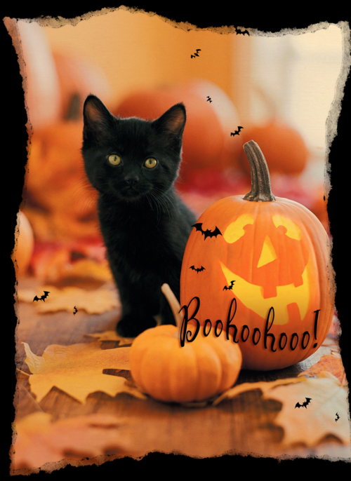 Houten Kaart Halloween | Houten Kaart Hallmark | Halloween | Zwarte Kat Met Pompoen