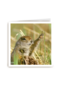 blanco kaart marmot