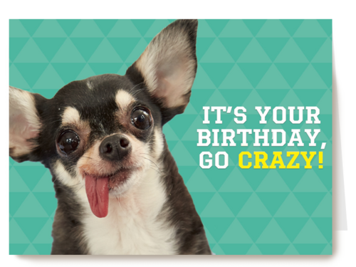 animal fiesta its your birthday go crazy
