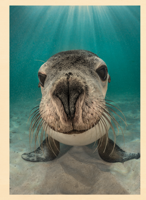 Houten Kaart Groetjes Uit Fijne Reis Zwemdiploma | Houten Kaart Hallmark | Groetjes Uit Fijne Reis Zwemdiploma | Blanco Kaart Zeeleeuw