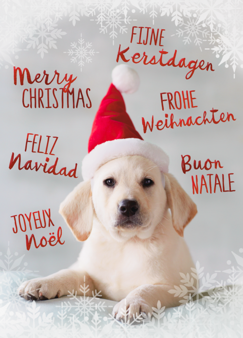 kerstkaart puppy met kerstmuts