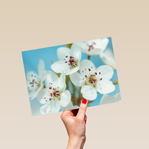 mooie witte bloemen met roze en gele accenten