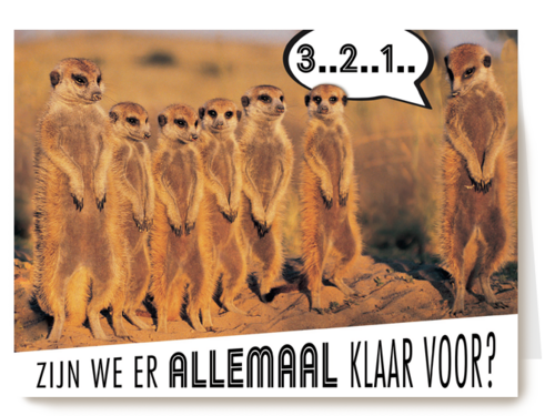 stokstaartjes zijn er klaar voor