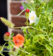 Hoera Het Is Feest Blossombs Box Met 9 Bloemzaden en DIY slinger