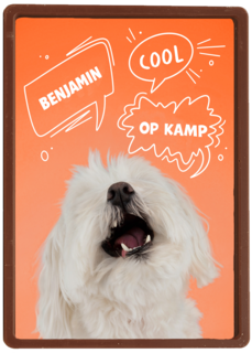 Hond cool op kamp oranje