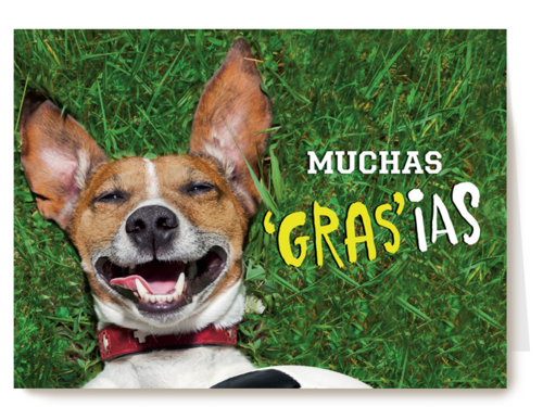 animal fiesta muchos grasias
