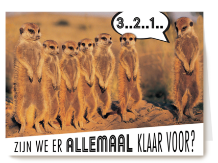 stokstaartjes zijn er klaar voor