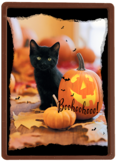 Zwarte kat met pompoen