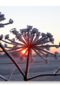 sneeuwlandschap met ondergaande zon