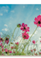 roze bloemen tegen een blauwe lucht