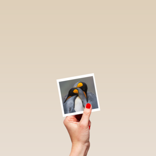 blanco kaart pinguins