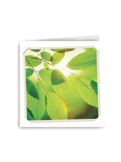 flash groen blad