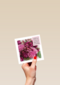 veel roze bloemen