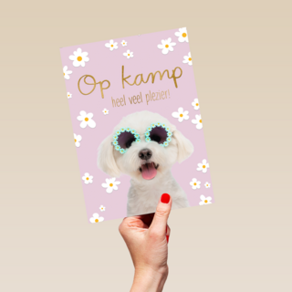 Hond op kamp